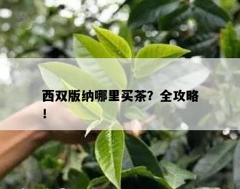 西双版纳哪里买茶？全攻略！