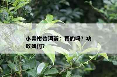 小青柑普洱茶：真的吗？功效如何？