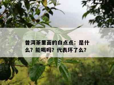 普洱茶里面的白点点：是什么？能喝吗？代表坏了么？