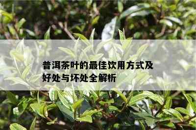 普洱茶叶的更佳饮用方式及好处与坏处全解析