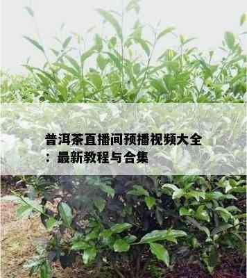 普洱茶直播间预播视频大全：最新教程与合集