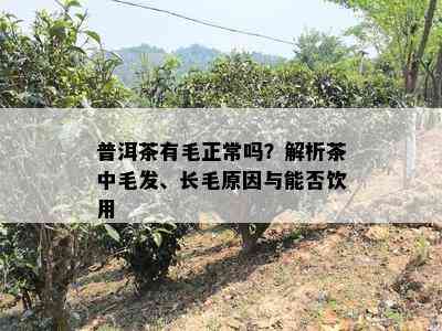 普洱茶有毛正常吗？解析茶中毛发、长毛原因与能否饮用