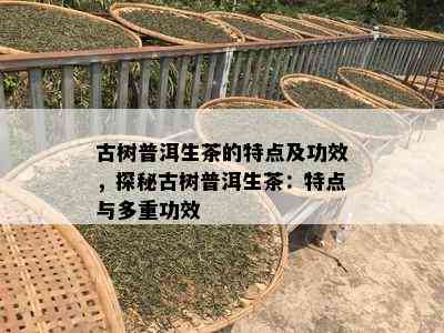 古树普洱生茶的特点及功效，探秘古树普洱生茶：特点与多重功效