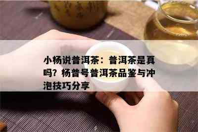 小杨说普洱茶：普洱茶是真吗？杨普号普洱茶品鉴与冲泡技巧分享