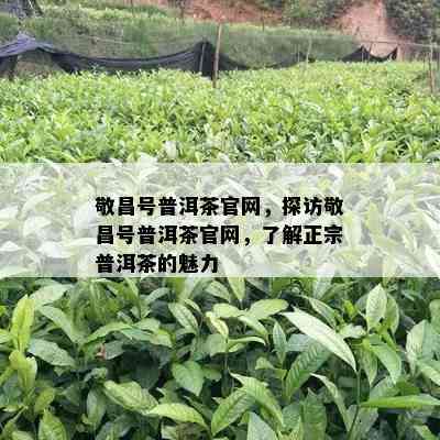 敬昌号普洱茶官网，探访敬昌号普洱茶官网，了解正宗普洱茶的魅力