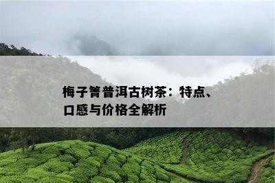 梅子箐普洱古树茶：特点、口感与价格全解析