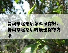 普洱茶起茶后怎么保存好，普洱茶起茶后的更佳保存方法