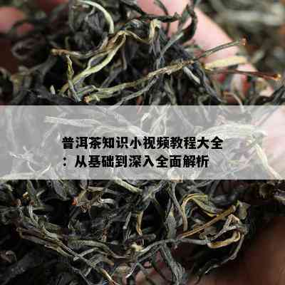 普洱茶知识小视频教程大全：从基础到深入全面解析