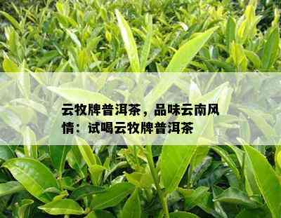 云牧牌普洱茶，品味云南风情：试喝云牧牌普洱茶