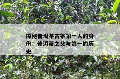 探秘普洱茶古茶之一人的身份：普洱茶之父与之一的历史