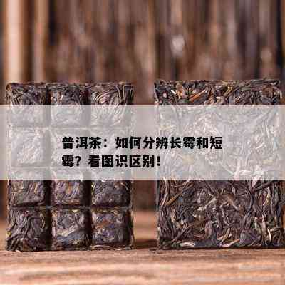 普洱茶：如何分辨长霉和短霉？看图识区别！