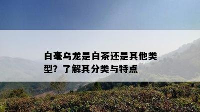 白毫乌龙是白茶还是其他类型？了解其分类与特点