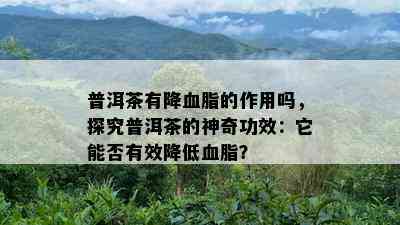 普洱茶有降血脂的作用吗，探究普洱茶的神奇功效：它能否有效降低血脂？