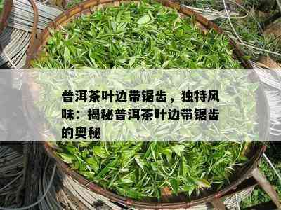 普洱茶叶边带锯齿，独特风味：揭秘普洱茶叶边带锯齿的奥秘