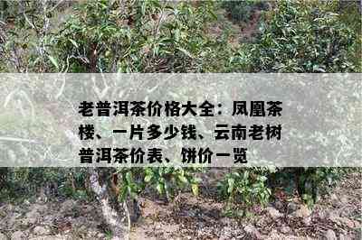 老普洱茶价格大全：凤凰茶楼、一片多少钱、云南老树普洱茶价表、饼价一览