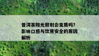 普洱茶阳光照射会变质吗？影响口感与饮用安全的原因解析