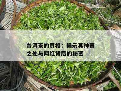 普洱茶的真相：揭示其神奇之处与网红背后的秘密