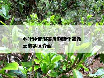 小叶种普洱茶后期转化率及云南茶区介绍