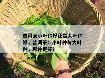 普洱茶小叶种好还是大叶种好，普洱茶：小叶种与大叶种，哪种更好？