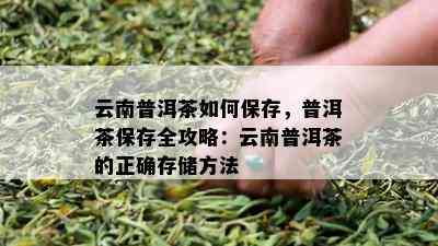 云南普洱茶如何保存，普洱茶保存全攻略：云南普洱茶的正确存储方法