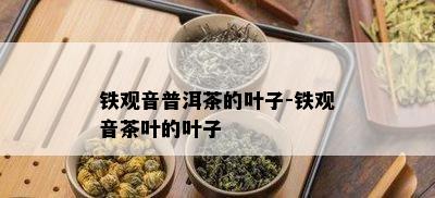 铁观音普洱茶的叶子-铁观音茶叶的叶子