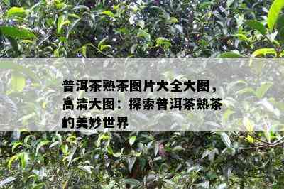 普洱茶熟茶图片大全大图，高清大图：探索普洱茶熟茶的美妙世界