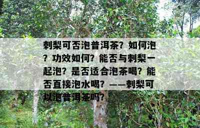 刺梨可否泡普洱茶？如何泡？功效如何？能否与刺梨一起泡？是否适合泡茶喝？能否直接泡水喝？——刺梨可以泡普洱茶吗？