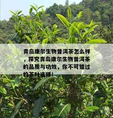 青岛康尔生物普洱茶怎么样，探究青岛康尔生物普洱茶的品质与功效，你不可错过的茶叶选择！