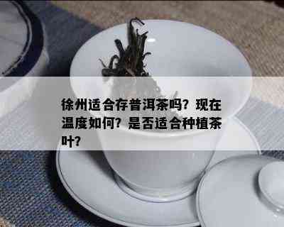 徐州适合存普洱茶吗？现在温度如何？是否适合种植茶叶？