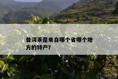 普洱茶是来自哪个省哪个地方的特产？