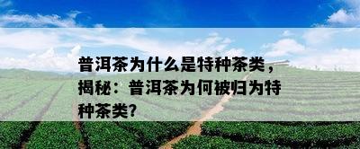 普洱茶为什么是特种茶类，揭秘：普洱茶为何被归为特种茶类？