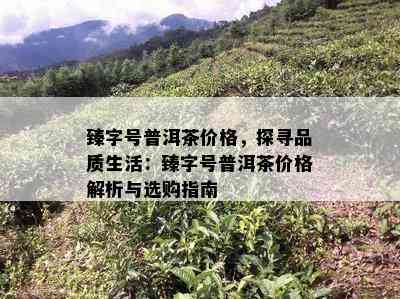 臻字号普洱茶价格，探寻品质生活：臻字号普洱茶价格解析与选购指南