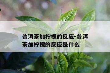 普洱茶加柠檬的反应-普洱茶加柠檬的反应是什么