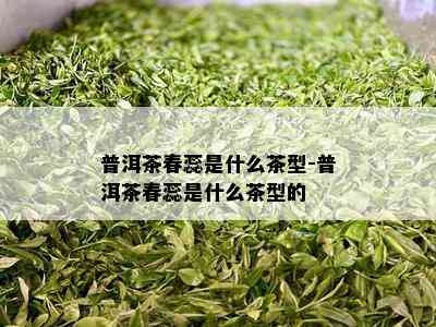 普洱茶春蕊是什么茶型-普洱茶春蕊是什么茶型的