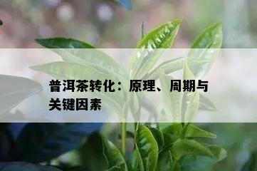 普洱茶转化：原理、周期与关键因素