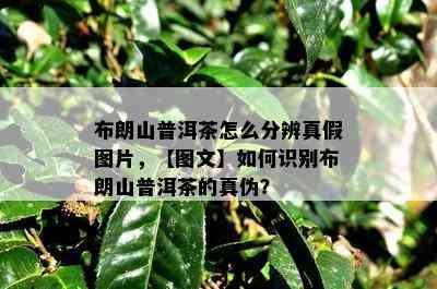 布朗山普洱茶怎么分辨真假图片，【图文】如何识别布朗山普洱茶的真伪？