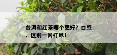 普洱和红茶哪个更好？口感、区别一网打尽！