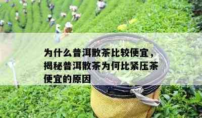 为什么普洱散茶比较便宜，揭秘普洱散茶为何比紧压茶便宜的原因