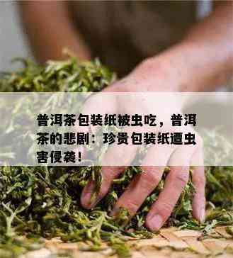 普洱茶包装纸被虫吃，普洱茶的悲剧：珍贵包装纸遭虫害侵袭！