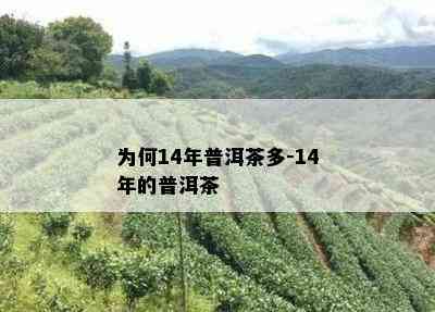 为何14年普洱茶多-14年的普洱茶