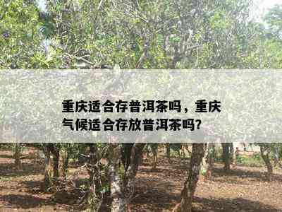 重庆适合存普洱茶吗，重庆气候适合存放普洱茶吗？