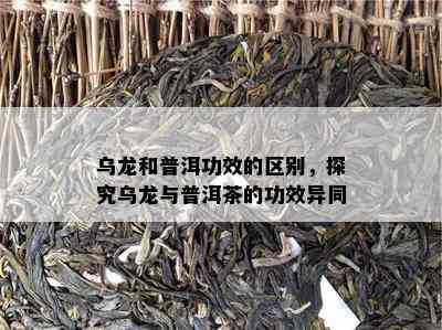 乌龙和普洱功效的区别，探究乌龙与普洱茶的功效异同