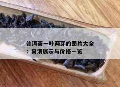 普洱茶一叶两芽的图片大全：高清展示与价格一览