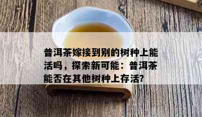 普洱茶嫁接到别的树种上能活吗，探索新可能：普洱茶能否在其他树种上存活？