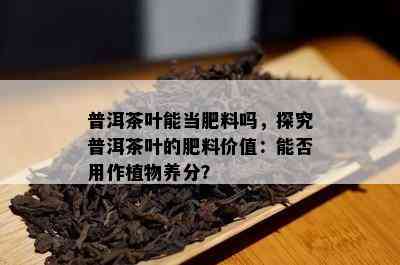 普洱茶叶能当肥料吗，探究普洱茶叶的肥料价值：能否用作植物养分？