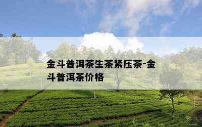 金斗普洱茶生茶紧压茶-金斗普洱茶价格