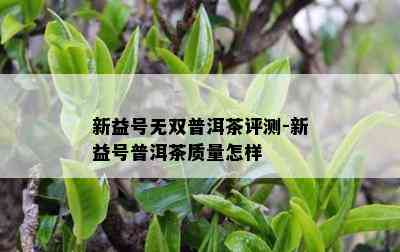 新益号无双普洱茶评测-新益号普洱茶质量怎样