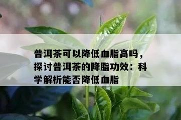 普洱茶可以降低血脂高吗，探讨普洱茶的降脂功效：科学解析能否降低血脂