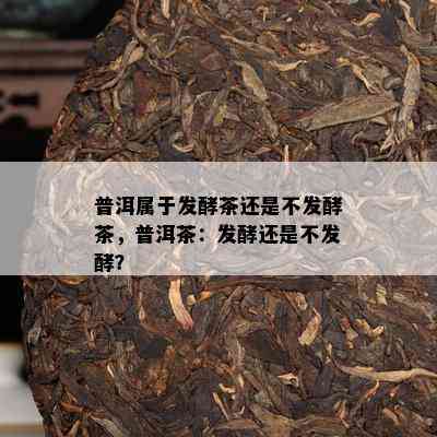 普洱属于发酵茶还是不发酵茶，普洱茶：发酵还是不发酵？