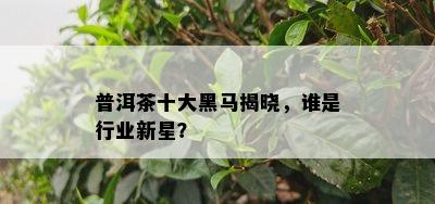 普洱茶十大黑马揭晓，谁是行业新星？